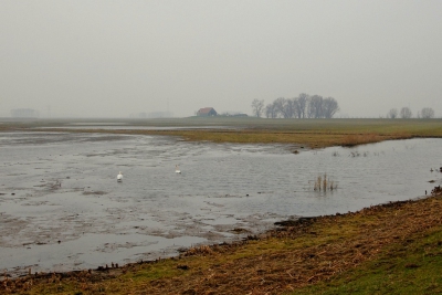 <i class='fa fa-user'></i>&nbsp;kooyammers&nbsp;|  Noordwaard Biesbosch&nbsp; <i class='fa fa-eye'>&nbsp;117</i> &nbsp; <i class='fa fa-comment-o'>&nbsp;6</i>