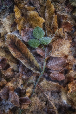 <i class='fa fa-user'></i>&nbsp;daan de vos&nbsp;|  Painted by nature&nbsp; <i class='fa fa-eye'>&nbsp;181</i> &nbsp;<i class='fa fa-thumbs-up'>&nbsp;2</i> &nbsp; <i class='fa fa-comment-o'>&nbsp;5</i>