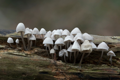 <i class='fa fa-user'></i>&nbsp;danny.declercq&nbsp;|  Bundelmycena&nbsp; <i class='fa fa-eye'>&nbsp;144</i> &nbsp;<i class='fa fa-thumbs-up'>&nbsp;1</i> &nbsp; <i class='fa fa-comment-o'>&nbsp;2</i>