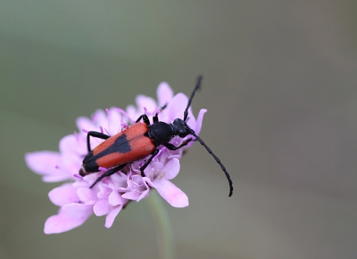 <i class='fa fa-user'></i>&nbsp;Paul Vandebroek&nbsp;|  Stictoleptura cordigera&nbsp; <i class='fa fa-eye'>&nbsp;108</i> &nbsp;<i class='fa fa-thumbs-up'>&nbsp;1</i> &nbsp; <i class='fa fa-comment-o'>&nbsp;2</i>
