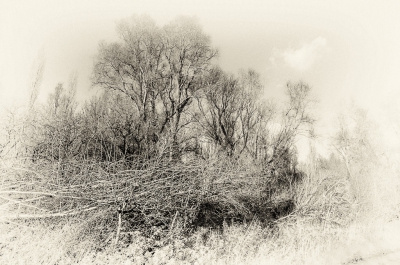 <i class='fa fa-user'></i>&nbsp;plaatjesmaker&nbsp;|  Horsterwold in de herfst&nbsp; <i class='fa fa-eye'>&nbsp;244</i> &nbsp; <i class='fa fa-comment-o'>&nbsp;5</i>