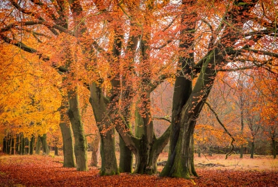 <i class='fa fa-user'></i>&nbsp;plaatjesmaker&nbsp;|  Beuken in volle herfsttooi&nbsp; <i class='fa fa-eye'>&nbsp;254</i> &nbsp;<i class='fa fa-thumbs-up'>&nbsp;3</i> &nbsp; <i class='fa fa-comment-o'>&nbsp;3</i>