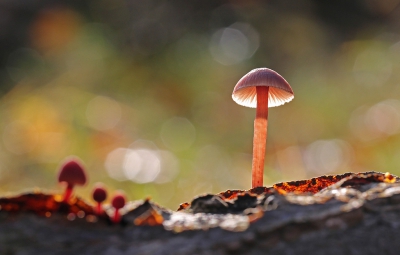 <i class='fa fa-user'></i>&nbsp;deBeer&nbsp;|  Grote Bloedsteelmycena&nbsp; <i class='fa fa-eye'>&nbsp;160</i> &nbsp;<i class='fa fa-thumbs-up'>&nbsp;1</i> &nbsp; <i class='fa fa-comment-o'>&nbsp;3</i>