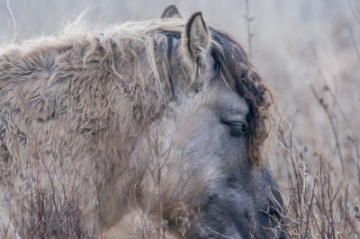 paard stond temidden van een kudde van ongeveer 40 paarden : deze viel op door zijn mooie hoofd en rustige blik.