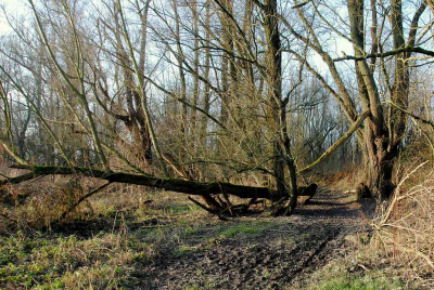 <i class='fa fa-user'></i>&nbsp;kooyammers&nbsp;|  Hollandse Jungle&nbsp; <i class='fa fa-eye'>&nbsp;132</i> &nbsp; <i class='fa fa-comment-o'>&nbsp;3</i>