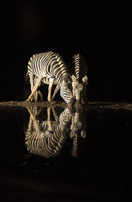<i class='fa fa-user'></i>&nbsp;astrid&nbsp;|  Gewone Zebra&nbsp; <i class='fa fa-eye'>&nbsp;319</i> &nbsp;<i class='fa fa-thumbs-up'>&nbsp;11</i> &nbsp; <i class='fa fa-comment-o'>&nbsp;13</i>