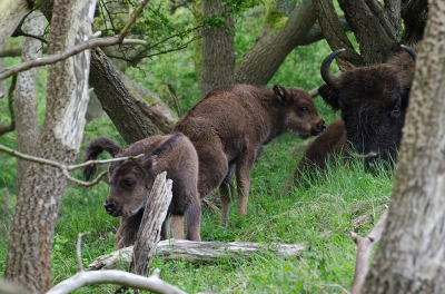 <i class='fa fa-user'></i>&nbsp;Eef Kieft&nbsp;|  Wisent&nbsp; <i class='fa fa-eye'>&nbsp;228</i> &nbsp; <i class='fa fa-comment-o'>&nbsp;4</i>