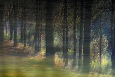 <i class='fa fa-user'></i>&nbsp;liesbeth van vliet&nbsp;|  Herfstbos&nbsp; <i class='fa fa-eye'>&nbsp;177</i> &nbsp; <i class='fa fa-comment-o'>&nbsp;2</i>