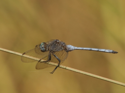 <i class='fa fa-user'></i>&nbsp;honderwa&nbsp;|  Orthetrum julia&nbsp; <i class='fa fa-eye'>&nbsp;144</i> &nbsp; <i class='fa fa-comment-o'>&nbsp;2</i>