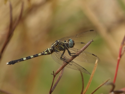 <i class='fa fa-user'></i>&nbsp;honderwa&nbsp;|  Orthetrum julia&nbsp; <i class='fa fa-eye'>&nbsp;142</i> &nbsp; <i class='fa fa-comment-o'>&nbsp;0</i>