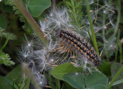 <i class='fa fa-user'></i>&nbsp;Ad Sprang&nbsp;|  Cymbalophora sp.&nbsp; <i class='fa fa-eye'>&nbsp;167</i> &nbsp; <i class='fa fa-comment-o'>&nbsp;3</i>