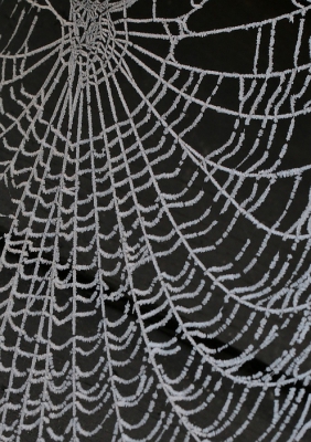 <i class='fa fa-user'></i>&nbsp;frbeuming&nbsp;|  Spinnenweb&nbsp; <i class='fa fa-eye'>&nbsp;125</i> &nbsp; <i class='fa fa-comment-o'>&nbsp;0</i>