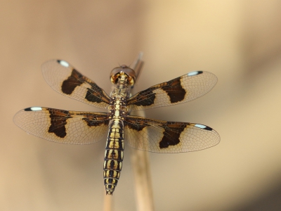 <i class='fa fa-user'></i>&nbsp;honderwa&nbsp;|  Palpopleura portia&nbsp; <i class='fa fa-eye'>&nbsp;204</i> &nbsp; <i class='fa fa-comment-o'>&nbsp;4</i>