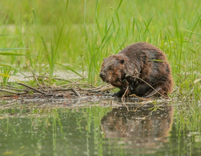 deze bever was gelukkig totaal niet schuw en zat zich lekker schoon te poetsen terwijl ik foto's van hem mocht maken:)