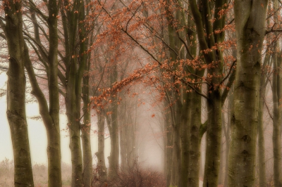 <i class='fa fa-user'></i>&nbsp;plaatjesmaker&nbsp;|  Beukenlaantje  in de mist&nbsp; <i class='fa fa-eye'>&nbsp;189</i> &nbsp; <i class='fa fa-comment-o'>&nbsp;5</i>