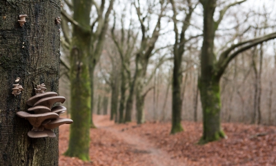 <i class='fa fa-user'></i>&nbsp;nelappelmelk&nbsp;|  Gewone Oesterzwam&nbsp; <i class='fa fa-eye'>&nbsp;192</i> &nbsp; <i class='fa fa-comment-o'>&nbsp;3</i>