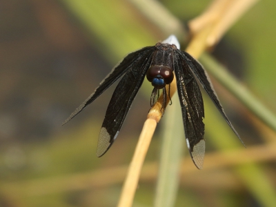 <i class='fa fa-user'></i>&nbsp;honderwa&nbsp;|  Palpopleura lucia&nbsp; <i class='fa fa-eye'>&nbsp;188</i> &nbsp; <i class='fa fa-comment-o'>&nbsp;3</i>