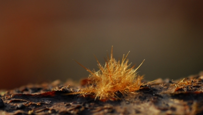 <i class='fa fa-user'></i>&nbsp;euroblinkie&nbsp;|  Coprinellus sp.&nbsp; <i class='fa fa-eye'>&nbsp;174</i> &nbsp; <i class='fa fa-comment-o'>&nbsp;5</i>
