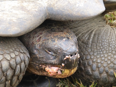 <i class='fa fa-user'></i>&nbsp;ko katsman&nbsp;|  Galapagosreuzenschildpad&nbsp; <i class='fa fa-eye'>&nbsp;121</i> &nbsp; <i class='fa fa-comment-o'>&nbsp;1</i>