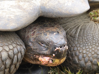 Het hoogtepunt, wat vakanties betreft, was dit jaar een bezoek aan de Galapagos. Hier een portretje van de indrukwekkende reuzenschildpadden, gemaakt door mijn vrouw.