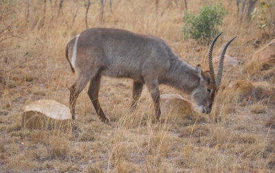 <i class='fa fa-user'></i>&nbsp;momo&nbsp;|  Waterbok&nbsp; <i class='fa fa-eye'>&nbsp;139</i> &nbsp;<i class='fa fa-thumbs-up'>&nbsp;1</i> &nbsp; <i class='fa fa-comment-o'>&nbsp;3</i>