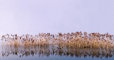 Het was een mistige dag in de uiterwaarden van Waardenburg. Ik zag dit beeld en vond het een mooi beeld om te laten zien hoe hardnekkig maar ook magisch mist kan zijn.