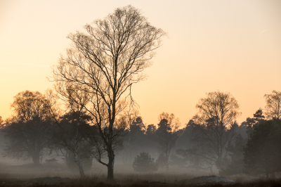 <i class='fa fa-user'></i>&nbsp;Arjen Drost&nbsp;|  Mistige zonsondergang&nbsp; <i class='fa fa-eye'>&nbsp;96</i> &nbsp; <i class='fa fa-comment-o'>&nbsp;0</i>