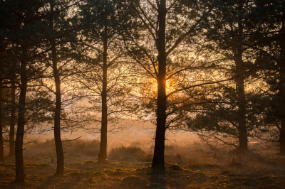<i class='fa fa-user'></i>&nbsp;Arjen Drost&nbsp;|  Mistige zonsondergang&nbsp; <i class='fa fa-eye'>&nbsp;131</i> &nbsp;<i class='fa fa-thumbs-up'>&nbsp;1</i> &nbsp; <i class='fa fa-comment-o'>&nbsp;3</i>