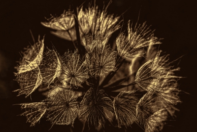 <i class='fa fa-user'></i>&nbsp;plaatjesmaker&nbsp;|  Natuurlijk vuurwerk&nbsp; <i class='fa fa-eye'>&nbsp;118</i> &nbsp;<i class='fa fa-thumbs-up'>&nbsp;1</i> &nbsp; <i class='fa fa-comment-o'>&nbsp;2</i>