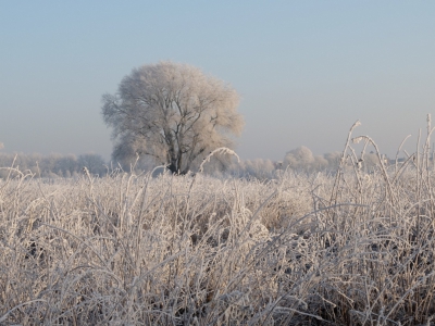 Vandaag 31 December . Op de Groesplaat heerst een treurige sfeer en is er niets meer over van de mooie wondere winterse sfeer van gisteren. met deze upload van de  winterse schoonheid sluit ik 2016 af