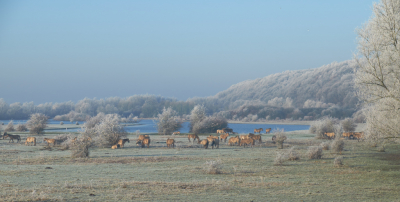 in de loop van de ochtend gecombineerd met -1grd en een zonnetje. De combinatie van paarden en witte landschap maakte het plaatje perfect.