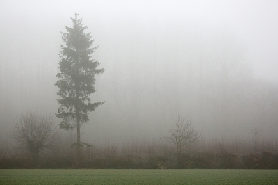 <i class='fa fa-user'></i>&nbsp;Pieter  LJ&nbsp;|  Eenzame kerstboom&nbsp; <i class='fa fa-eye'>&nbsp;108</i> &nbsp; <i class='fa fa-comment-o'>&nbsp;2</i>