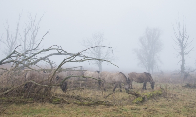 <i class='fa fa-user'></i>&nbsp;plaatjesmaker&nbsp;|  Konik&nbsp; <i class='fa fa-eye'>&nbsp;185</i> &nbsp; <i class='fa fa-comment-o'>&nbsp;2</i>