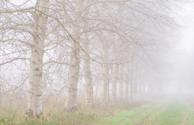 <i class='fa fa-user'></i>&nbsp;plaatjesmaker&nbsp;|  Abelenlaan in de mist&nbsp; <i class='fa fa-eye'>&nbsp;119</i> &nbsp; <i class='fa fa-comment-o'>&nbsp;1</i>