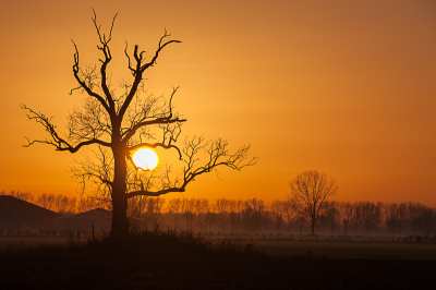 Gewacht tot de boom de zon precies op de tak vasthield.