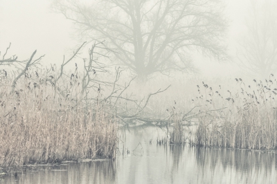 <i class='fa fa-user'></i>&nbsp;plaatjesmaker&nbsp;|  OVP in de mist&nbsp; <i class='fa fa-eye'>&nbsp;239</i> &nbsp;<i class='fa fa-thumbs-up'>&nbsp;2</i> &nbsp; <i class='fa fa-comment-o'>&nbsp;6</i>