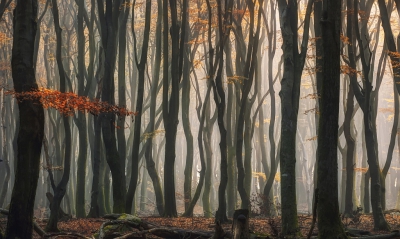 Vanwege diverse omstandigheden is het alweer veels te lang geleden dat ik ben wezen fotograferen en of foto's geplaatst heb, hopelijk kan ik het aankomende jaar er meer tijd voor vrijmaken! Het is een o zo mooi bos, maar ook een lastig bos om te fotograferen. Overal ligt dood hout wat het lastig maakt een goede compositie te maken.