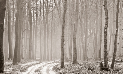 <i class='fa fa-user'></i>&nbsp;plaatjesmaker&nbsp;|  Dampig winterbos&nbsp; <i class='fa fa-eye'>&nbsp;213</i> &nbsp; <i class='fa fa-comment-o'>&nbsp;5</i>