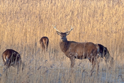 Vroeg in de ochtend met rijp op het riet en vacht van de vorst.