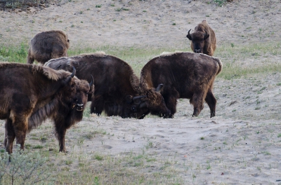 <i class='fa fa-user'></i>&nbsp;Eef Kieft&nbsp;|  Wisent&nbsp; <i class='fa fa-eye'>&nbsp;194</i> &nbsp; <i class='fa fa-comment-o'>&nbsp;1</i>