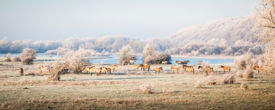 <i class='fa fa-user'></i>&nbsp;Jacob-Carl Pauw&nbsp;|  Winterlandschap met paarden&nbsp; <i class='fa fa-eye'>&nbsp;211</i> &nbsp;<i class='fa fa-thumbs-up'>&nbsp;2</i> &nbsp; <i class='fa fa-comment-o'>&nbsp;1</i>