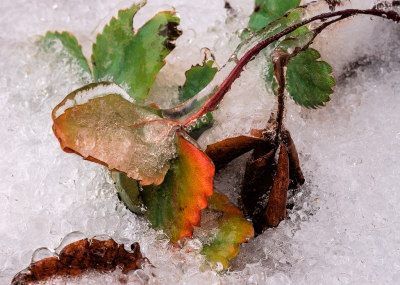 <i class='fa fa-user'></i>&nbsp;plaatjesmaker&nbsp;|  Door sneeuw en ijzel bedekte aardbeiplant&nbsp; <i class='fa fa-eye'>&nbsp;145</i> &nbsp; <i class='fa fa-comment-o'>&nbsp;0</i>