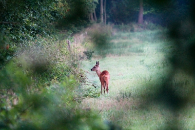 Onderweg op zoek naar everzwijnen even gestopt voor deze ree! :)