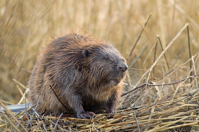 <i class='fa fa-user'></i>&nbsp;Leo Tukker&nbsp;|  Bever&nbsp; <i class='fa fa-eye'>&nbsp;263</i> &nbsp;<i class='fa fa-thumbs-up'>&nbsp;2</i> &nbsp; <i class='fa fa-comment-o'>&nbsp;3</i>