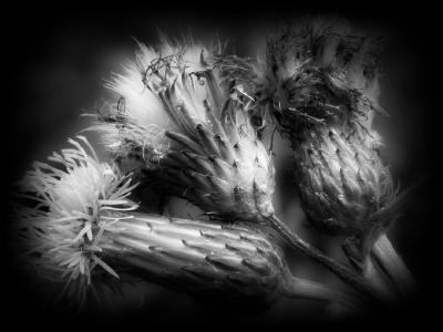 <i class='fa fa-user'></i>&nbsp;B.M.Schouten-Ruis&nbsp;|  Distel&nbsp; <i class='fa fa-eye'>&nbsp;133</i> &nbsp;<i class='fa fa-thumbs-up'>&nbsp;1</i> &nbsp; <i class='fa fa-comment-o'>&nbsp;7</i>