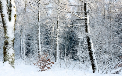 <i class='fa fa-user'></i>&nbsp;Henk van den Born&nbsp;|  Besneeuwde bomen&nbsp; <i class='fa fa-eye'>&nbsp;182</i> &nbsp; <i class='fa fa-comment-o'>&nbsp;6</i>