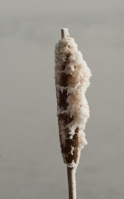 Winterse omstandigheden met veel rijp door mist en vorst.
Gemaakt uit de hand