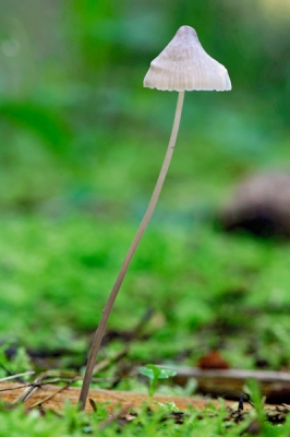 <i class='fa fa-user'></i> Wim de Louwere-Landauer92 | Streepsteel mycena  <i class='fa fa-eye'> 155</i>   <i class='fa fa-comment-o'> 6</i>