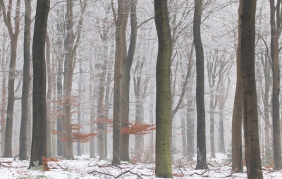 <i class='fa fa-user'></i>&nbsp;Reinier van den Born&nbsp;|  Sneeuwbomen&nbsp; <i class='fa fa-eye'>&nbsp;118</i> &nbsp; <i class='fa fa-comment-o'>&nbsp;1</i>