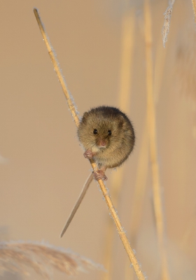 Samen met Kees Kroon op pad geweest. Tijdens het fotograferen van de baardmannetjes kwam deze Dwergmuis ook in het riet naar boven. De functie van de staart is goed te zien.

hoi henk
http://www.hlfotografie.nl/